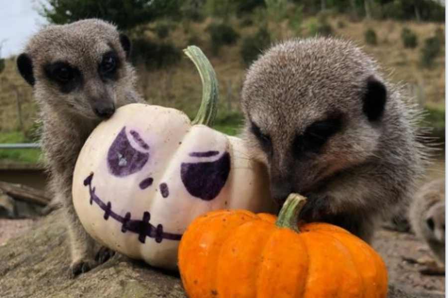 Top 10 things to do with your family this half term