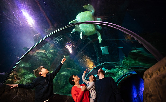 what to do at a SEALIFE centre